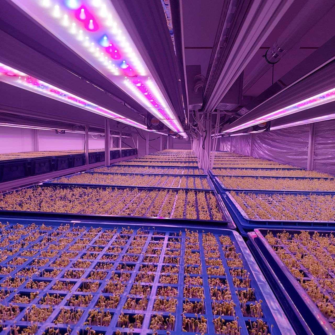 Automated vertical farm rows with robotic handling